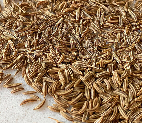 Caraway Seeds for export and import