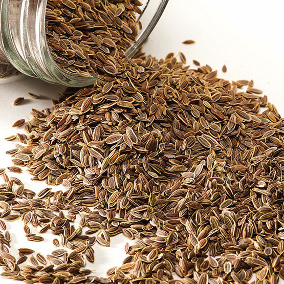 Dill Seeds for export and import
