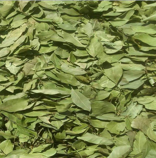 Bay leaves for export and import