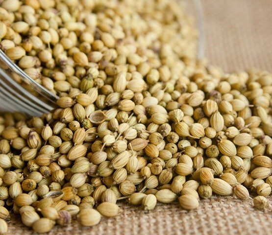 Coriander Seeds for export and import