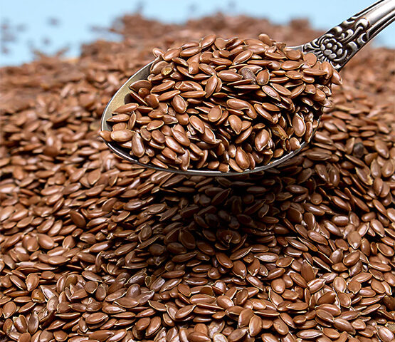 Flax Seeds for export and import