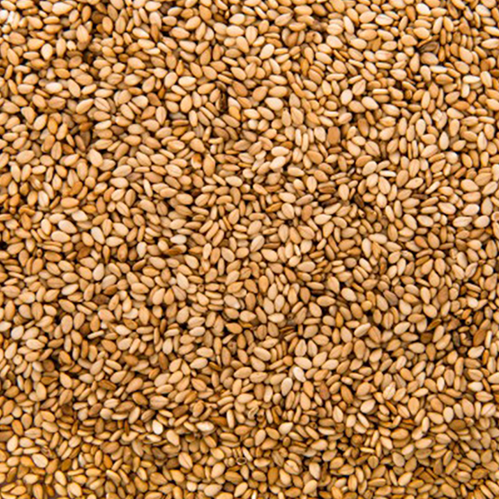 Sesame Golden for export and import