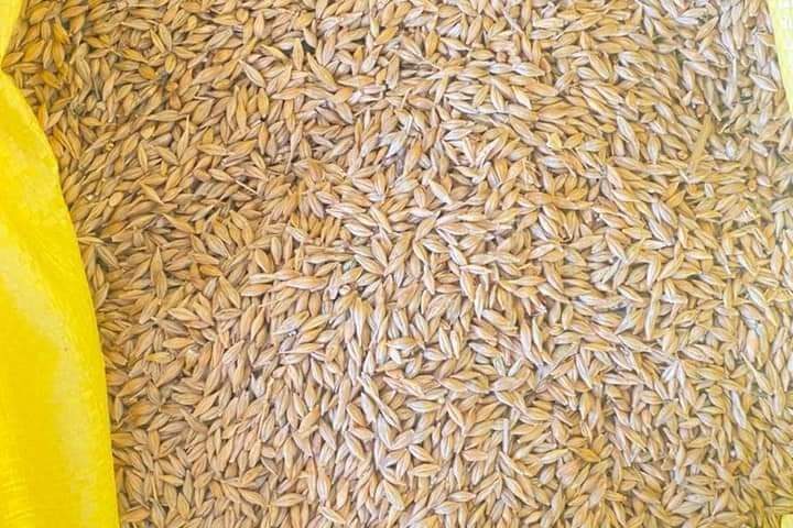 seeds Barley for export and import