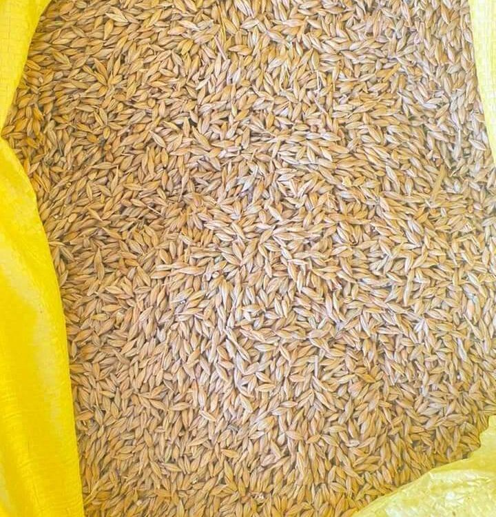 seeds Barley for export and import