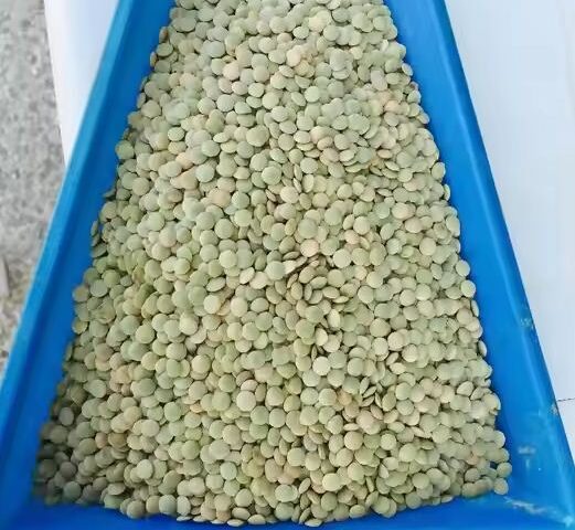 lentils seeds for export and import