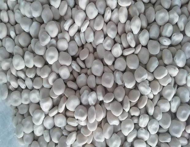 Lupine seeds for export and import