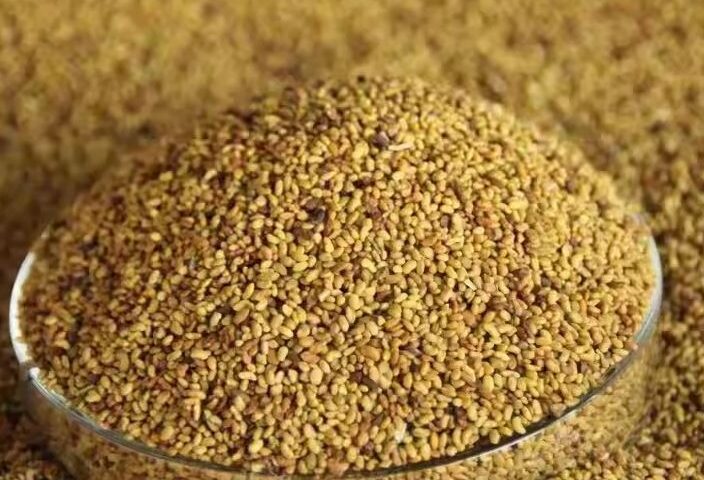 seeds alfalfa for export and import