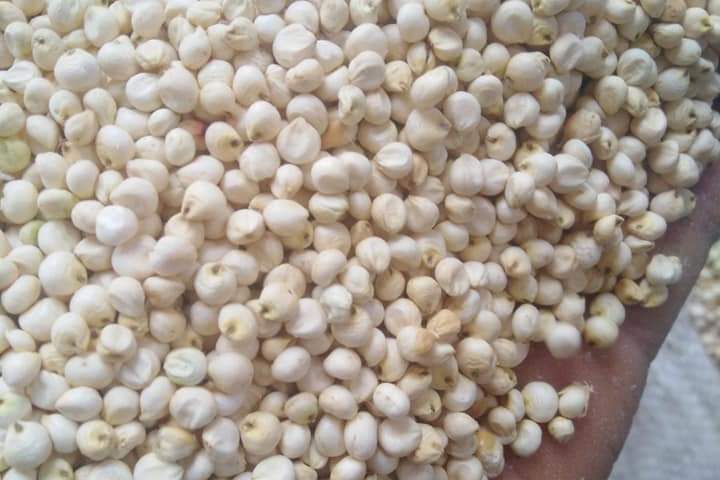 corn seeds for export and import