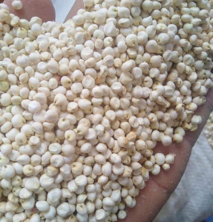 corn seeds for export and import