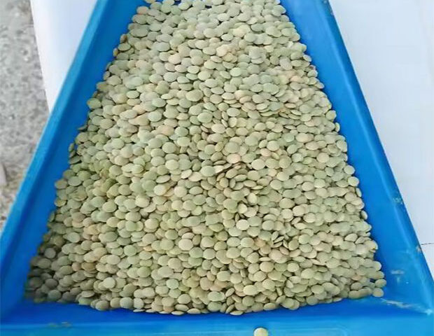 lentils seeds for export and import