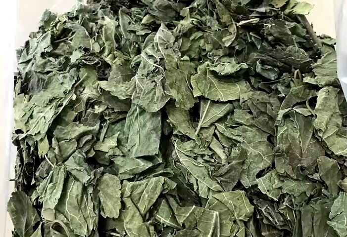 mulberry leaves for export and import